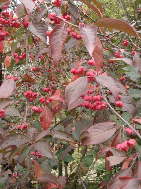 Euonymus europaeus 'Red Cascade' fruits P1B